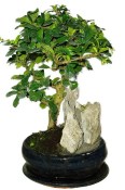 Pokojová bonsaj Carmona microphylla - čaj fuki 385
