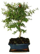 Punica granatum - granátové jablíčko 214