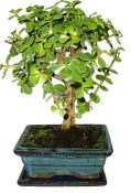 Tlustice - Portulacaria Afra 407kwe