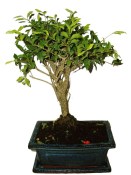 Malphigia - Barbadosská třešeň - Acerola 201