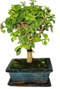 Tlustice - Portulacaria Afra 408kwe
