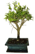 Malphigia - Barbadosská třešeň - Acerola 201