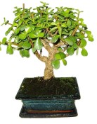 Tlustice - Portulacaria Afra 409kwe