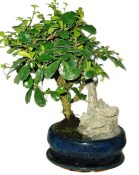 Pokojová bonsaj Carmona microphylla - čaj fuki 385