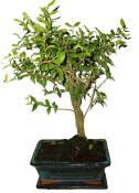 Malphigia - Barbadosská třešeň - Acerola 201