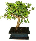 Tlustice - Portulacaria Afra 411kwe