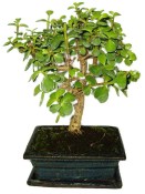Tlustice - Portulacaria Afra 412kwe