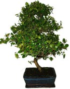 Pokojová bonsai - Sagerethia thea 413