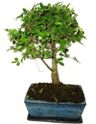Zelkova 391 - pokojové bonsaje 