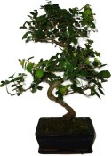 Pokojová bonsai - Sagerethia thea 414