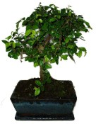 Zelkova 391 - pokojové bonsaje 