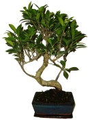 Ficus retusa - fíkovník - bonsai 414