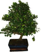 Pokojová bonsai - Sagerethia thea 415