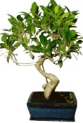 Ficus retusa - fíkovník - bonsai 415