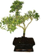 Serissa foetida - strom tísíce hvězd 416kwe