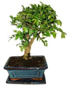 Zelkova 391 - pokojové bonsaje 
