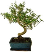 Serissa foetida - strom tísíce hvězd 416