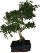 Zelkova 417kwe - pokojové bonsaje 