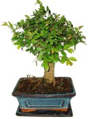 Zelkova 391 - pokojové bonsaje 