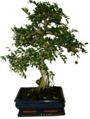 Zelkova 418kwe - pokojové bonsaje 
