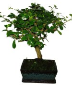 Pokojová bonsaj Carmona microphylla - čaj fuki 385