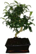 Caragona spinosa - čínský pepř 419kwe - bonsai