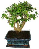 Zelkova 391 - pokojové bonsaje 