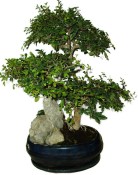 Zelkova 420kwe - pokojové bonsaje 