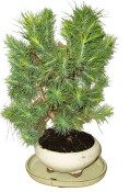 Bonsai Pinus halepensis 420