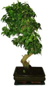 Ligustrum chinensis ptačí zob 421kwe