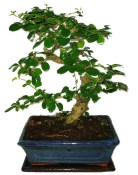 Pokojová bonsaj Carmona microphylla - čaj fuki 385