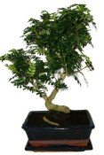 Caragona spinosa - čínský pepř 422kwe - bonsai