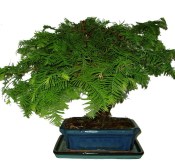 Metasequoia - sekvoj 422 - venkovní bonsaje