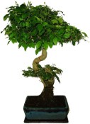 Ligustrum chinensis ptačí zob 423kwe