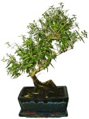 Pokojová bonsai - Sagerethia thea 423