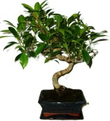 Ficus retusa - fíkovník - bonsai 424kwe
