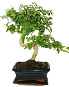 Ligustrum chinensis ptačí zob 424