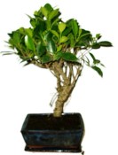 Ficus retusa - fíkovník - bonsai 425kwe