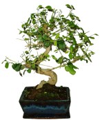 Ligustrum chinensis ptačí zob 425