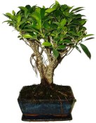 Ficus retusa - fíkovník - bonsai 426kwe