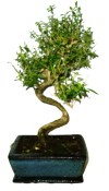Serissa foetida - strom tísíce hvězd 426