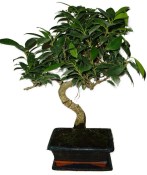 Ficus retusa - fíkovník - bonsai 427kwe