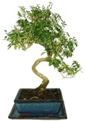 Serissa foetida - strom tísíce hvězd 427
