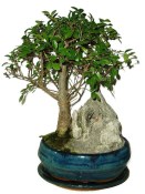 Zelkova 391 - pokojové bonsaje 