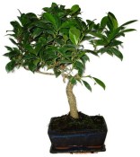 Ficus retusa - fíkovník - bonsai 429kwe