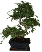 Zelkova 429 - pokojové bonsaje 