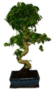 Ligustrum chinensis ptačí zob 430kwe