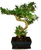 Serissa foetida - strom tísíce hvězd 387