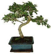 Zelkova 430 - pokojové bonsaje 