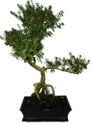 Serissa foetida - strom tísíce hvězd 431kwe